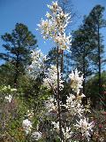 Serviceberry